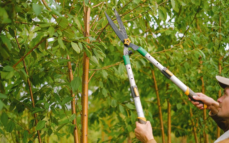 Tree trimming in Hamer, ID