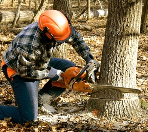 Tree Removal in Hamer, ID